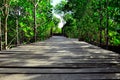 Beautiful view of old wooden walkway surrounded with mangrove reforestation Royalty Free Stock Photo