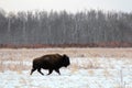 A beautiful view of a one plains bison roaming the open plains during a cold winter day in Elk Island National Park Royalty Free Stock Photo