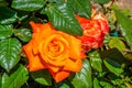 Orange hybrid tea rose garden closeup Royalty Free Stock Photo