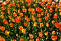 Beautiful view of orange tulips under sunlight growing on the field Royalty Free Stock Photo