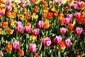 Beautiful view of orange tulips under sunlight growing on the field Royalty Free Stock Photo