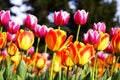 Beautiful view of orange tulips under sunlight growing on the field Royalty Free Stock Photo