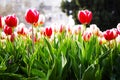 Beautiful view of orange tulips under sunlight growing on the field Royalty Free Stock Photo