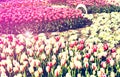 Beautiful view of orange tulips under sunlight growing on the field Royalty Free Stock Photo