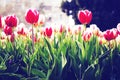 Beautiful view of orange tulips under sunlight growing on the field Royalty Free Stock Photo