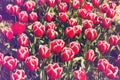 Beautiful view of orange tulips under sunlight growing on the field Royalty Free Stock Photo