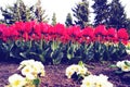 Beautiful view of orange tulips under sunlight growing on the field Royalty Free Stock Photo