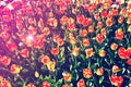 Beautiful view of orange tulips under sunlight growing on the field Royalty Free Stock Photo