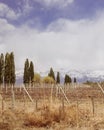 Beautiful view of outstanding vineyard trees behind fence under blue cloudy sky