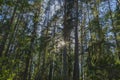 Beautiful view over green tops of forest trees under sun rays. Royalty Free Stock Photo