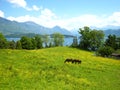 Beautiful view over the turquoise Lake Lucerne with snow-covered mountains, yachts, sailboats and two brown horses in a beautiful