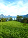 Beautiful view over a turquoise swiss lake with snow-covered mountains, yachts, sailboats and a horse in a beautiful