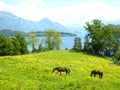 Beautiful view over a turquoise swiss lake with snow-covered mountains, yachts, sailboats and two brown horses in a beautiful