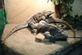 Beautiful view of a pair of reptiles in an aquarium at the zoo very close