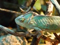 Beautiful view of a pair of reptiles in an aquarium at the ZOO very close