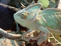 Beautiful view of a pair of reptiles in an aquarium at the ZOO very close