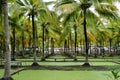 Beautiful view of palm grove