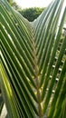 A beautiful view of palm tree leaf in the garden Royalty Free Stock Photo