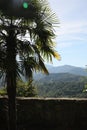 Beautiful view of palm tree and mountain forest on sunny day, space for text Royalty Free Stock Photo