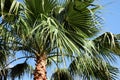 Beautiful view of palm tree outdoors on sunny summer day Royalty Free Stock Photo
