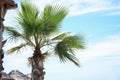 Beautiful view of palm tree outdoors on sunny summer day Royalty Free Stock Photo