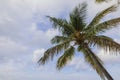 Beautiful view on palm tree tops on blue sky with white clouds background. Royalty Free Stock Photo