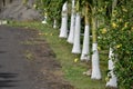 Beautiful view of palm trees growing on side of the road Royalty Free Stock Photo