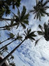 Palms and sky in Cabarete, Dominican Republic, 2024