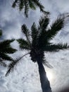 Palms and sky in Cabarete, Dominican Republic, 2024