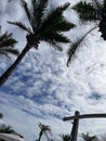 Palms and sky in Cabarete, Dominican Republic, 2024