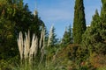 Beautiful view with Pampas grass, evergreen cypresses Cupressus Sempervirens, Himalayan cedars in Sochi.