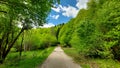 Beautiful view of a path in a forest, framed by trees