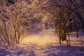 Beautiful view of the path through the forest in winter in the snow Royalty Free Stock Photo