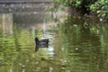 Beautiful view of peacefully resting common moorhen Gallinula chloropus with reflection of spring blooming trees in pond water