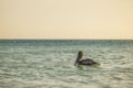 Beautiful view of pelican swimming in turquoise waters of Atlantic Ocean. Royalty Free Stock Photo