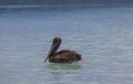 Beautiful view of pelican swimming in turquoise waters of Atlantic Ocean. Caribbean. Royalty Free Stock Photo