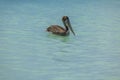 Beautiful view of pelican swimming in turquoise waters of Atlantic Ocean. Caribbean. Royalty Free Stock Photo