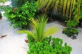 Beautiful view on pice of private garden. Juicy green plants on white sand background