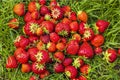 Beautiful view of picked red strawberry lying on green lawn in garden. Royalty Free Stock Photo