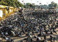 Flock of Pigeons