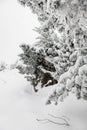 Beautiful view of pine tree completely covered with white fluffy snow and hoar