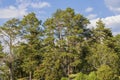 Beautiful view of pine trees forest against blue sky with white clouds on summer day. Royalty Free Stock Photo