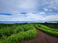 Beautiful view of Piniapat Hill during sunny day at Pitas,Sabah,Malaysia. Royalty Free Stock Photo