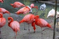 Beautiful view of pink flamingos. Wild animals in a zoo. Natural landscape Royalty Free Stock Photo