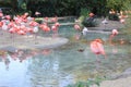 Beautiful view of pink flamingos. Wild animals in a zoo. Natural landscape Royalty Free Stock Photo