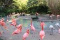 Beautiful view of pink flamingos. Wild animals in a zoo. Natural landscape Royalty Free Stock Photo