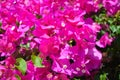 Beautiful view of pink flowers under sunlight landscape at summer on Aegina Island. Royalty Free Stock Photo