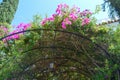 Beautiful view of pink flowers under sunlight landscape at summer on Aegina Island. Royalty Free Stock Photo