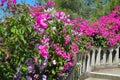 Beautiful view of pink flowers under sunlight landscape at summer on Aegina Island. Royalty Free Stock Photo