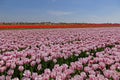 Beautiful view of pink and red tulip fields near a village in Dutch countryside. Royalty Free Stock Photo